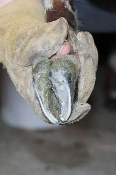 What a goat's hoof looks like after trimming