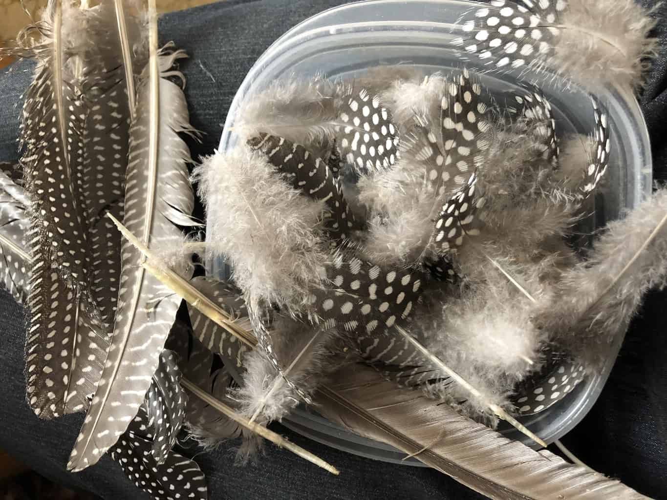 Guinea feathers collected from preening guineas