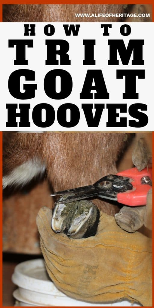 How to Trim Goat Hooves The Best 2022 Guide Out There!