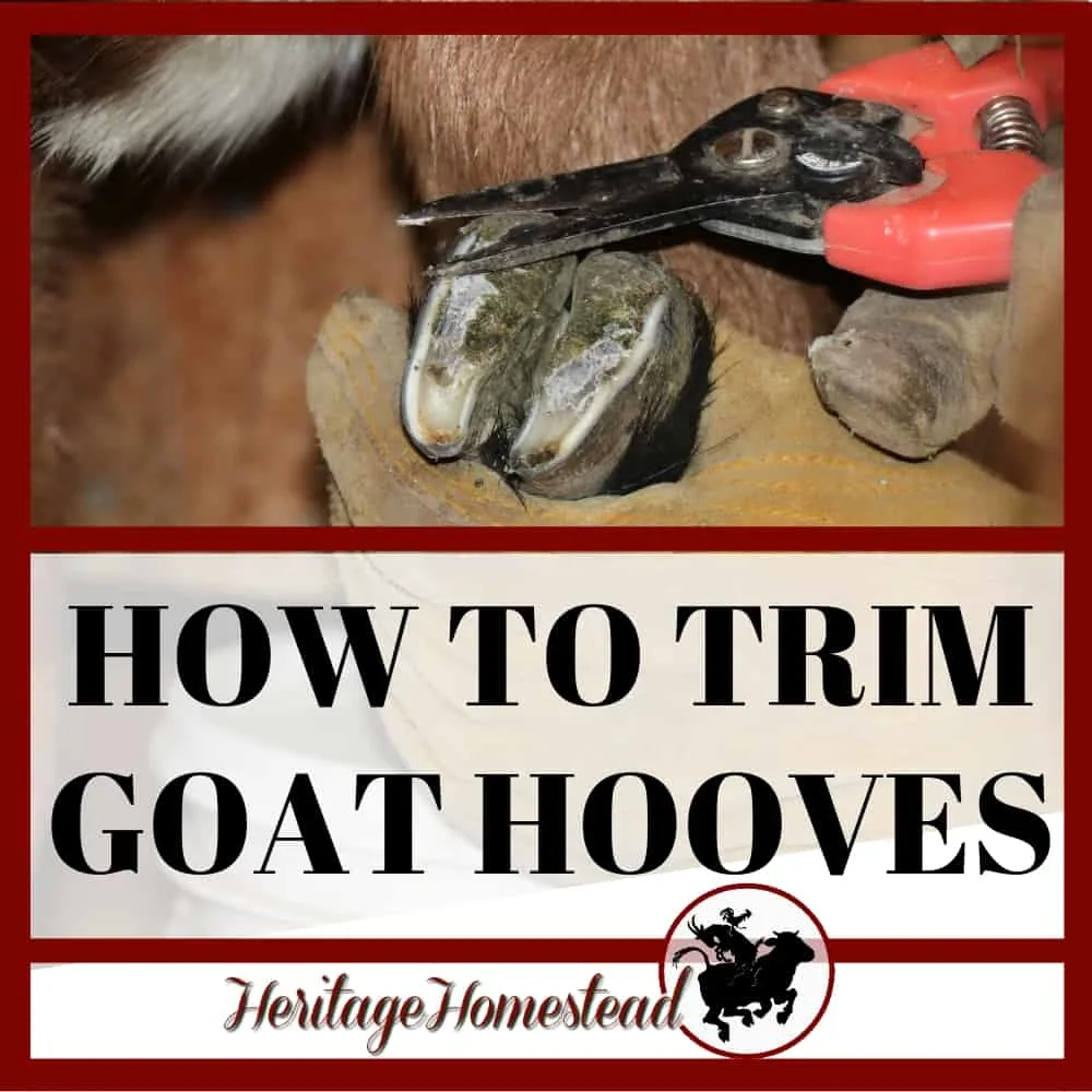 Learn how to trim goat hooves