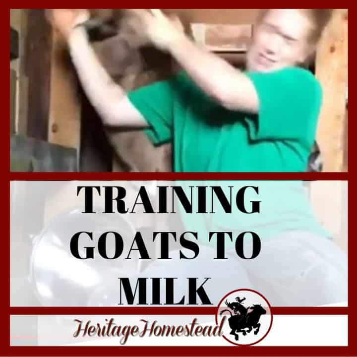 Goat Coughing Normal or Sick? What You Need to Know!