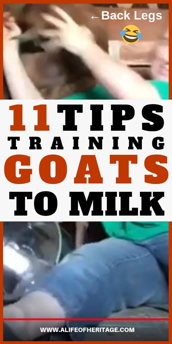 These 11 tips will make milking your new goat much easier! Training new goats to milk doesn't have to be a bad experience!