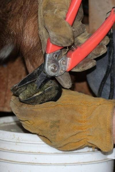 Cleaning a goat's hooves before trimming them