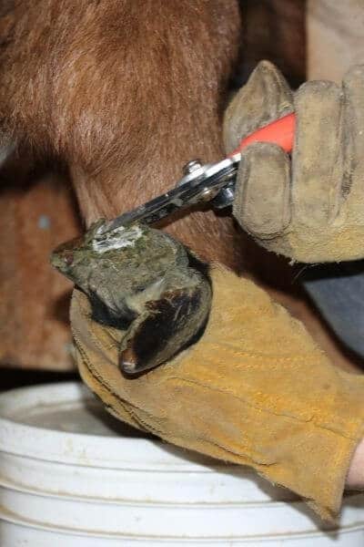 Pulling up the long hooves to trim 