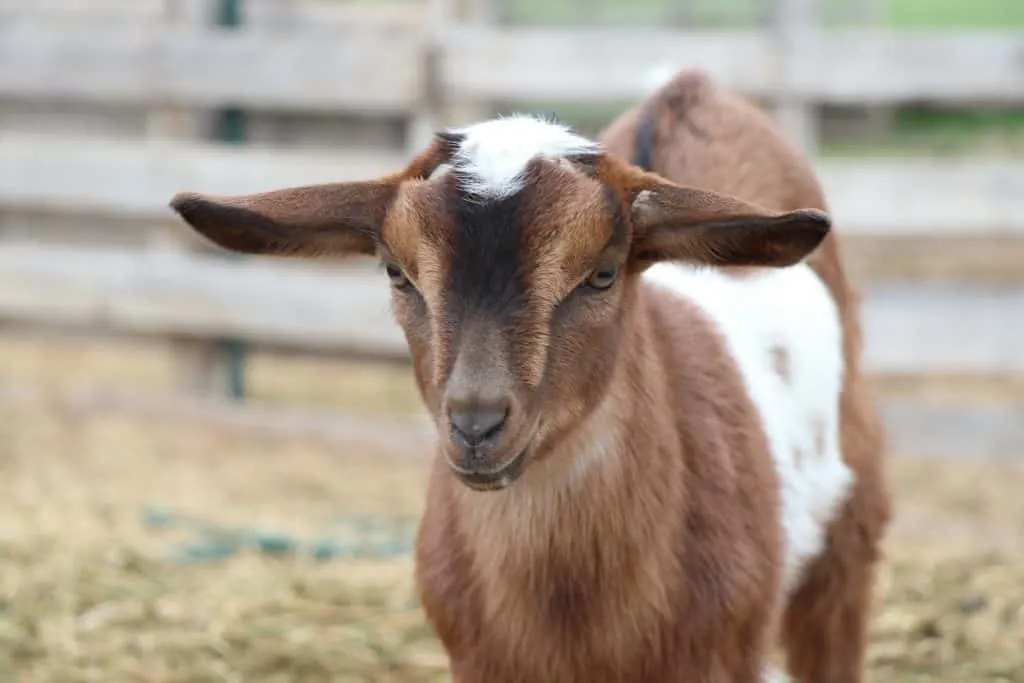 Handsome Mini-Nubian buckling for sale in Lewistown Montana