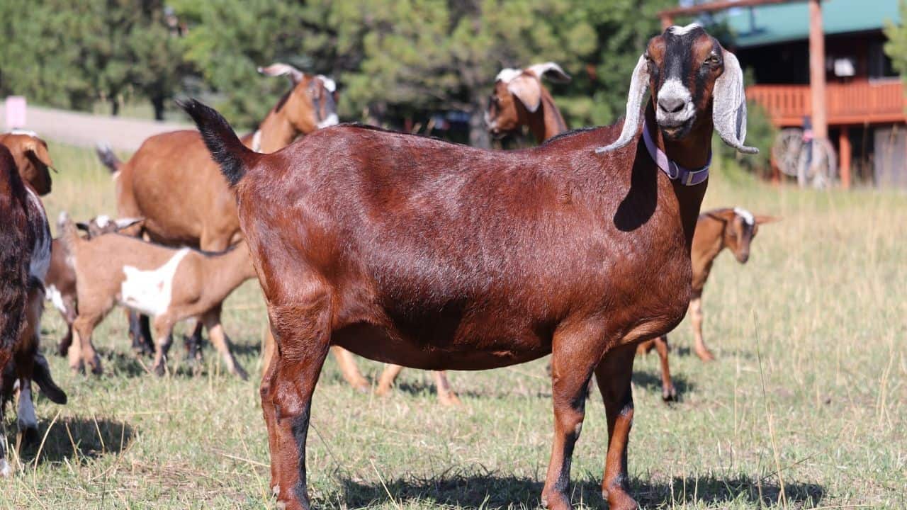 Goat Bloat: The Airtight Truth | Treatment & Prevention Plan