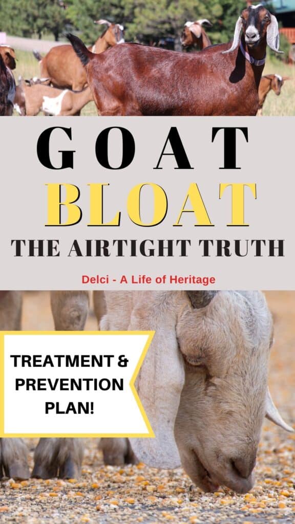 Have a prevention and treatment plan for goat bloat