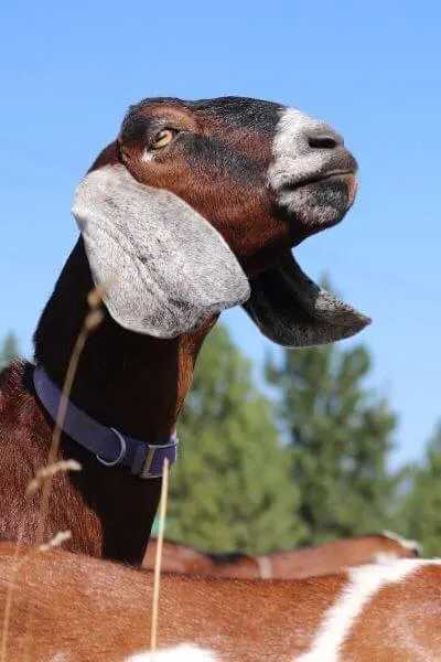 Kira is a Nubian goat who got bloated but came out of it because of quick action