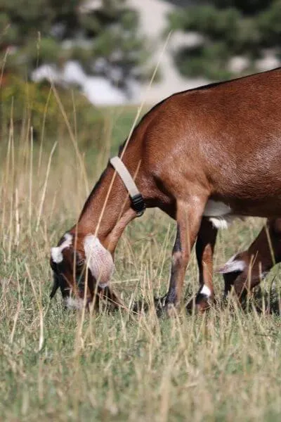 My goat Olivia is enjoying pasture grass after she was slowly transitioned to summer grass