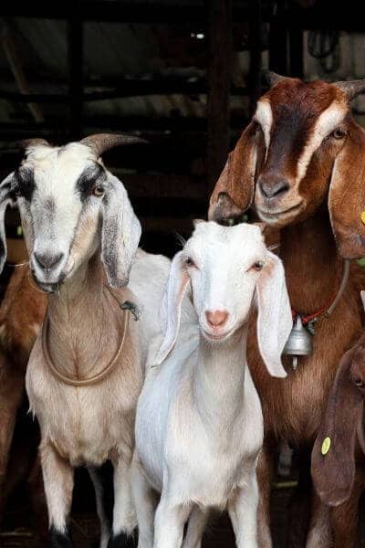 Do these goats need a copper bolus?