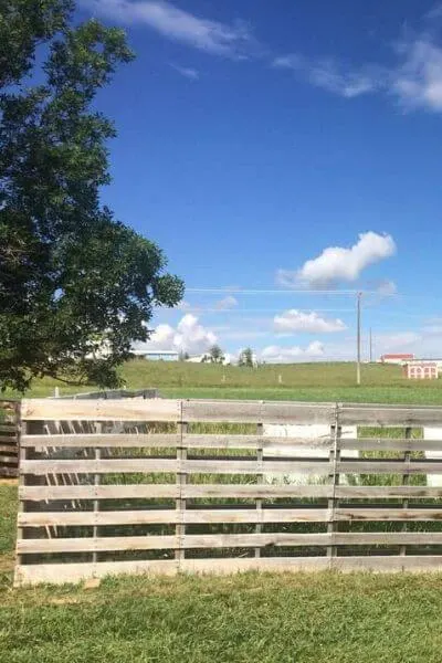 Pallet fence keeps goats safe inside