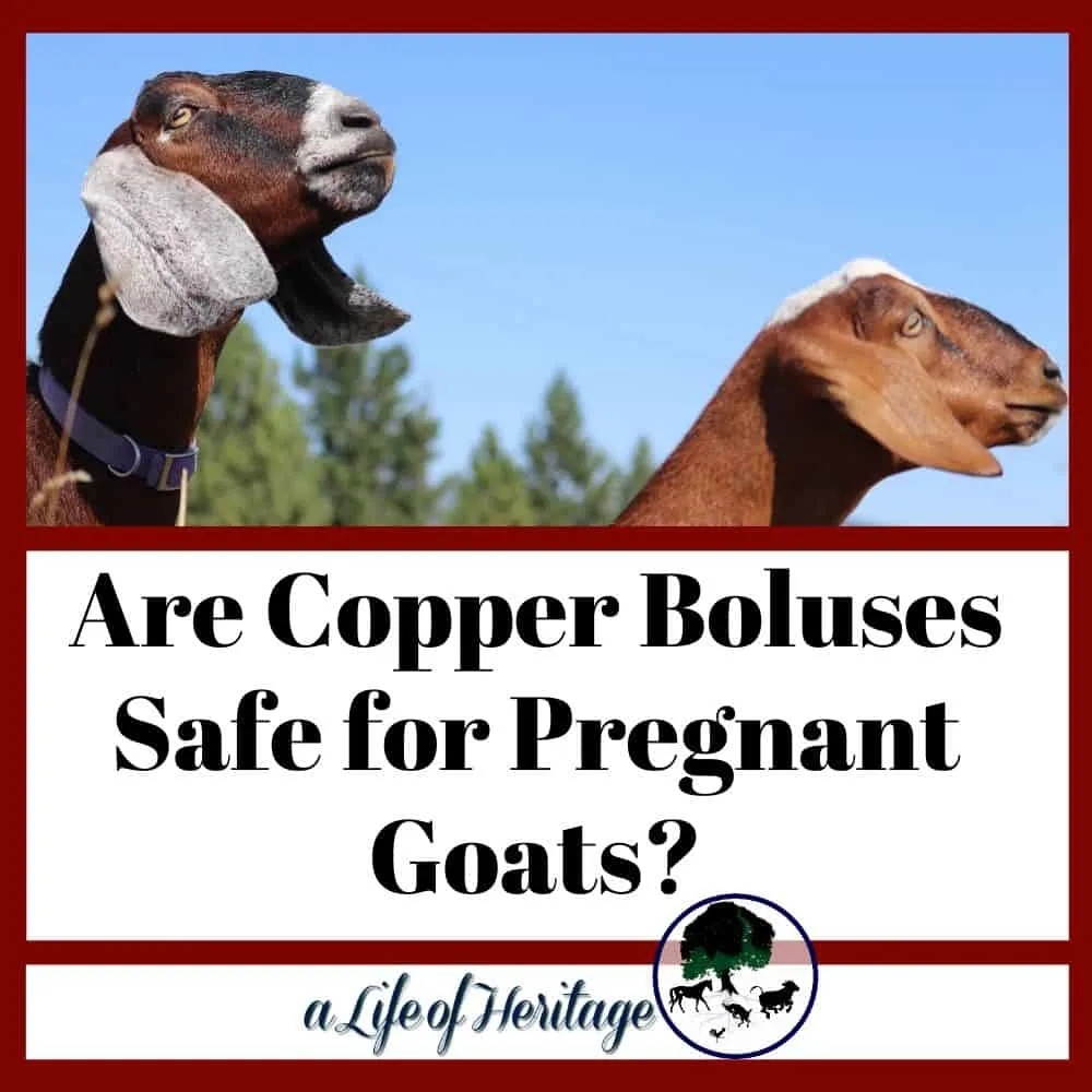 Find out if copper boluses are safe for pregnant goats