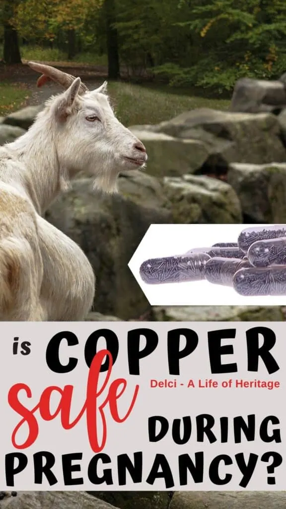 Right here you will learn if copper boluses are safe for pregnant goats