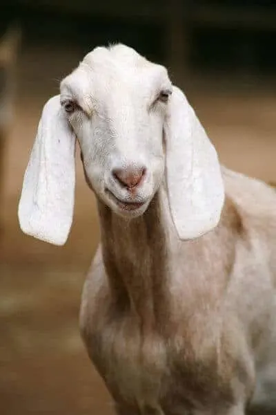Nubians are very popular goats