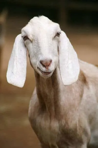 5 Things You Probably Didn't Know About Goats - Durvet