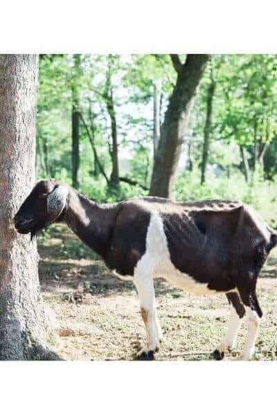 This goat is looking really sick and will need a lot of attention to revive and restore.