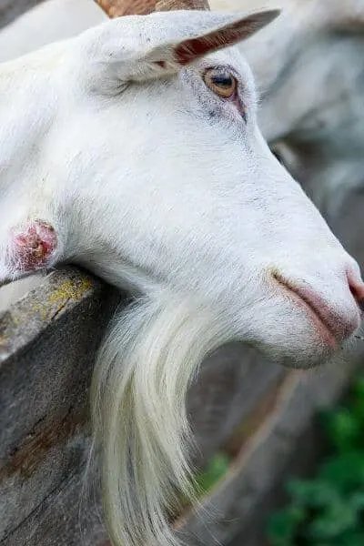 This goat has an abscess on its neck