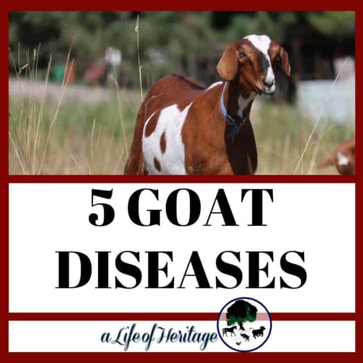 Raising Goats Information and Resources for 2023