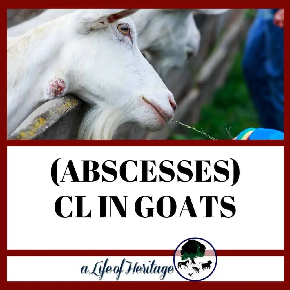 CL in goats and how to treat and prevent abscesses in your goats