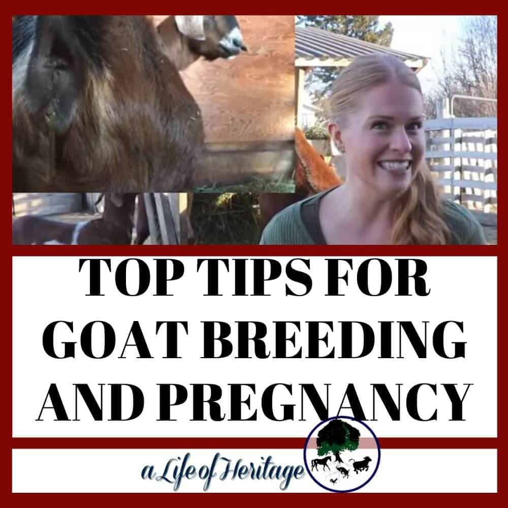These are excellent tips for goat breeding and pregnancy