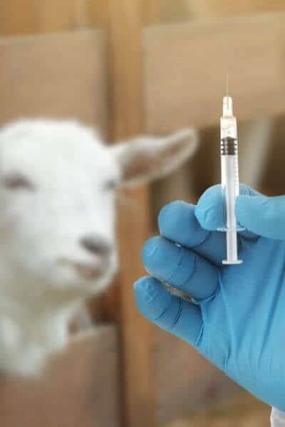 A sick goat can be given formalin to help with CL abscesses in goats
