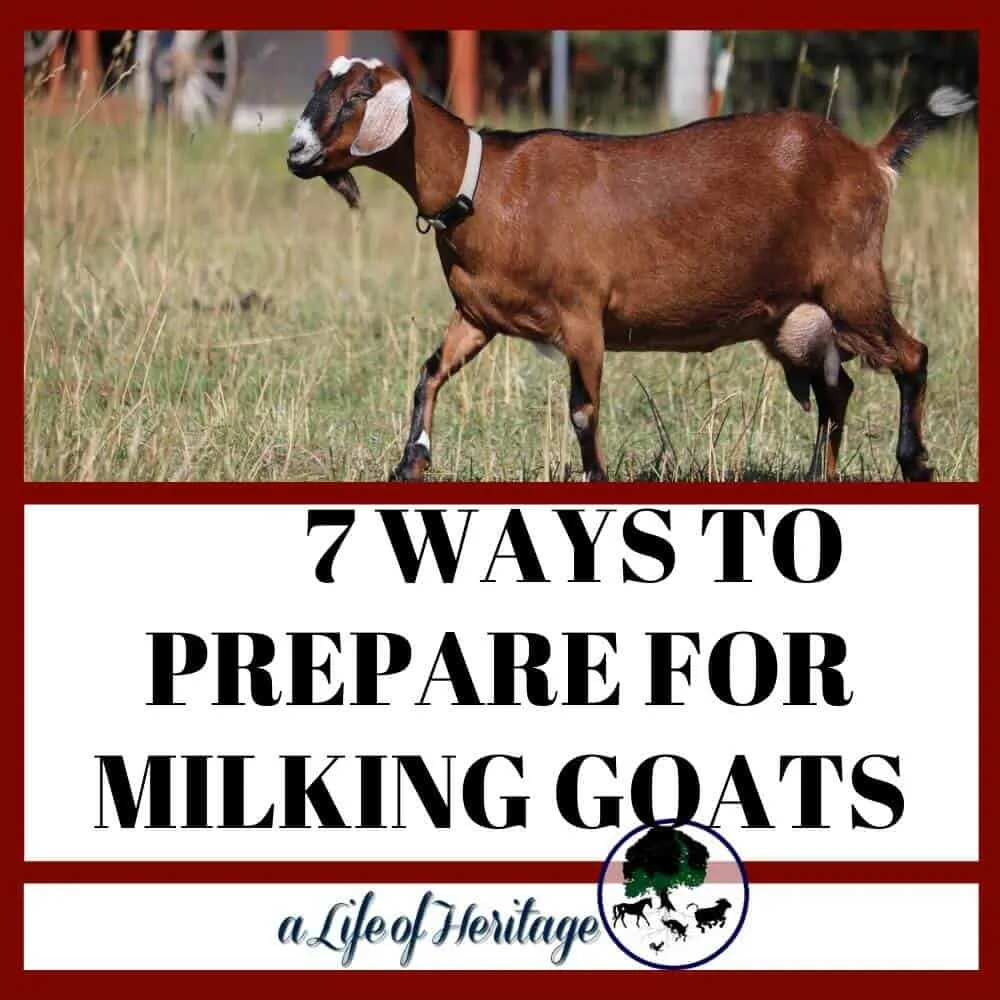 Prepare for milking goats in these 7 ways
