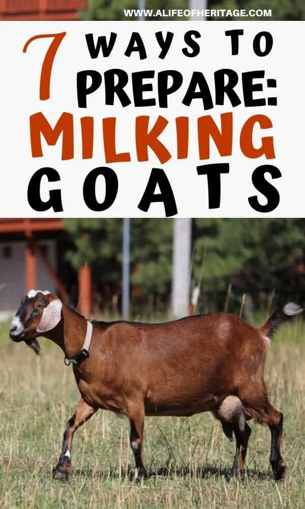 You can prepare for milking goats right here