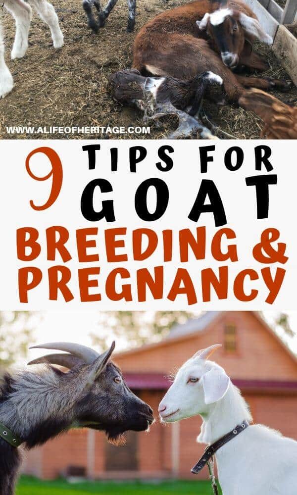 Excellent advice for goat breeding and pregnancy