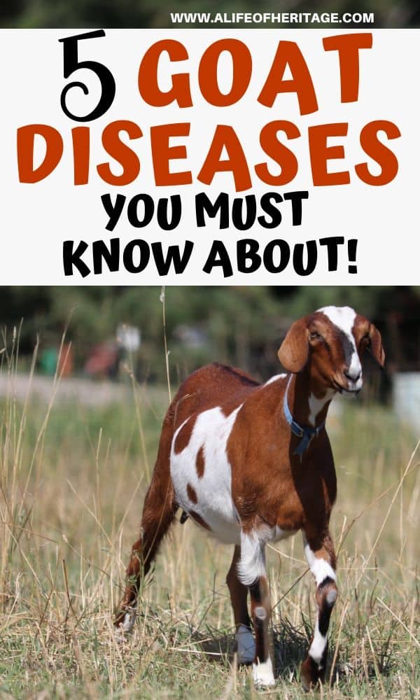 5 Goat Sicknesses And Diseases You NEED To Know About