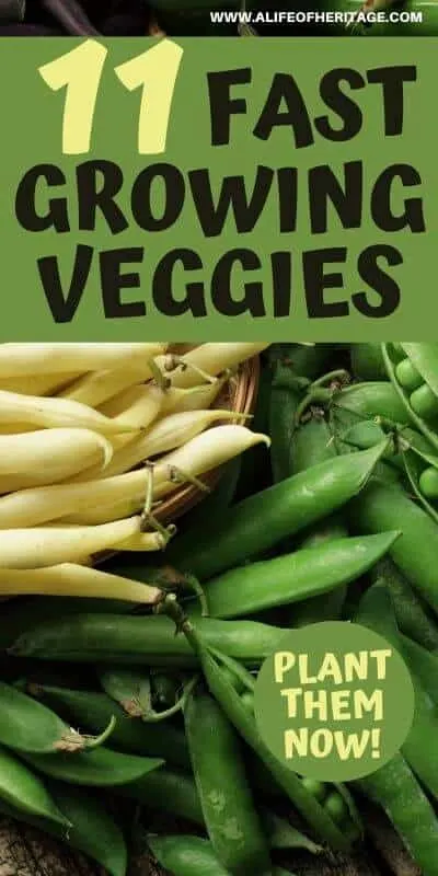 These veggies grow fast and are worth getting into your garden this year! Plant them now!