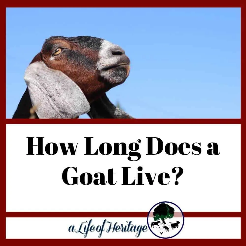 How long does a goat live? Find out here!