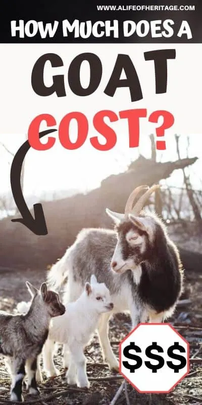 How much does a goat cost? This will help you figure that out