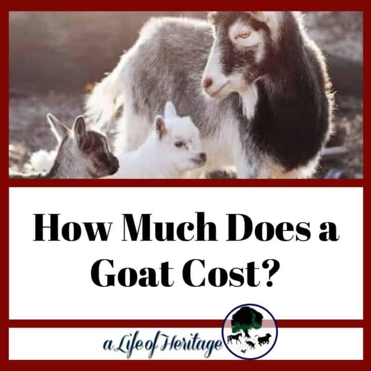 How to convince your parents to get goats - It can be done!