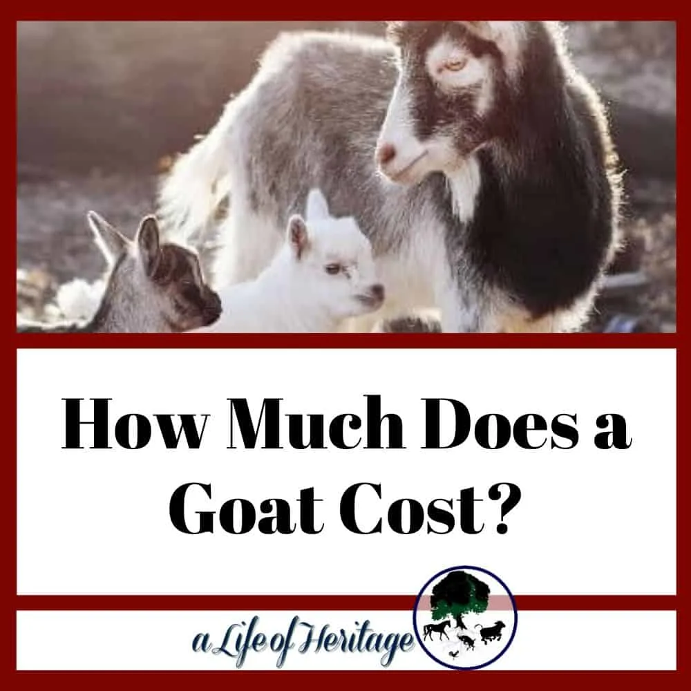 How much does a goat cost and how much does a baby goat cost?