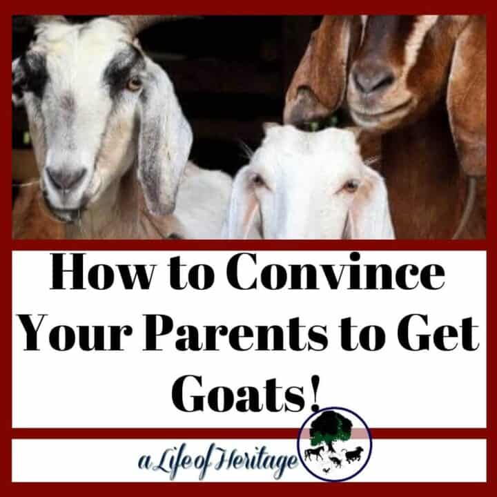 How Much Does a Goat Cost? And How Much Does a Baby Goat Cost?