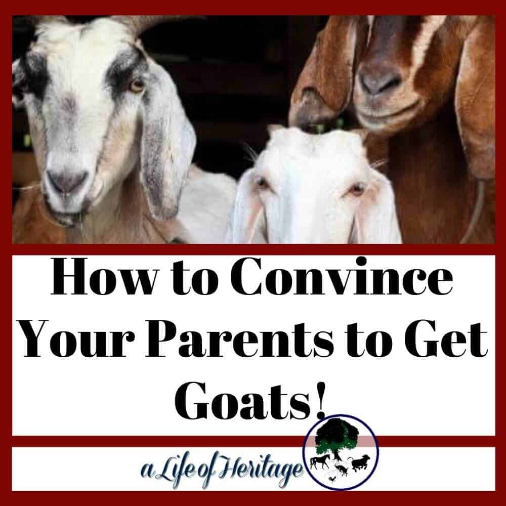 How to convince your parents to get goats. Learn what you need to say and what to research