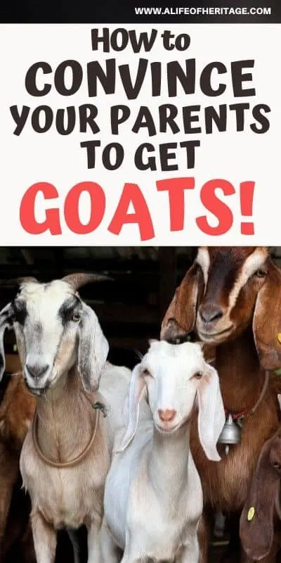 How to convince your parents to get goats. It can be done if you know how!