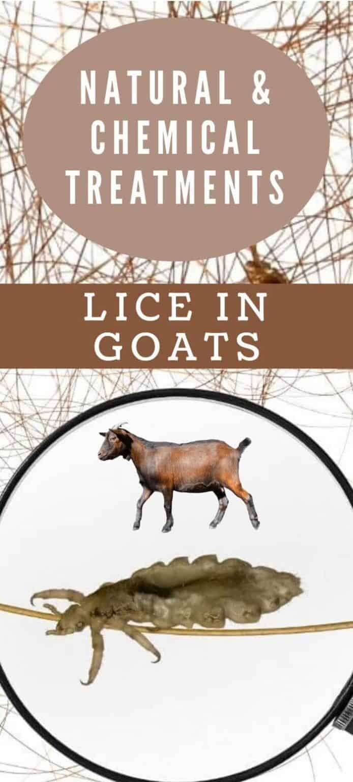 Goat Lice Effective Natural and Chemical Treatments