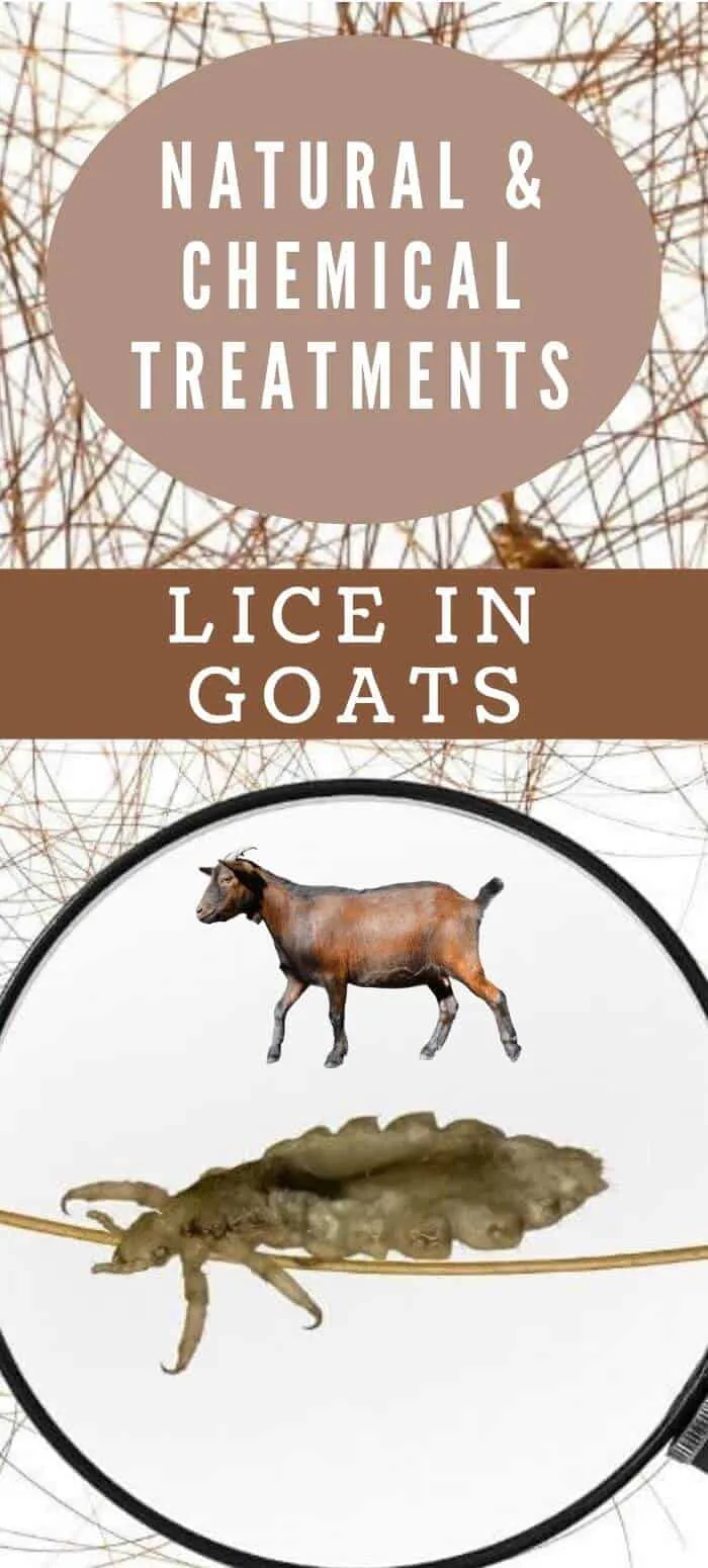Lice in goats and how to treat naturally and with chemcals