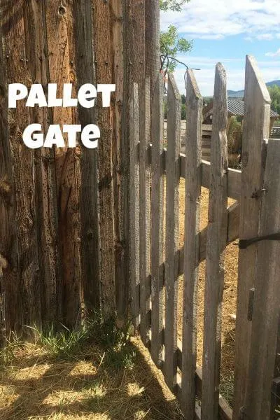 pallet gate in the goat pen