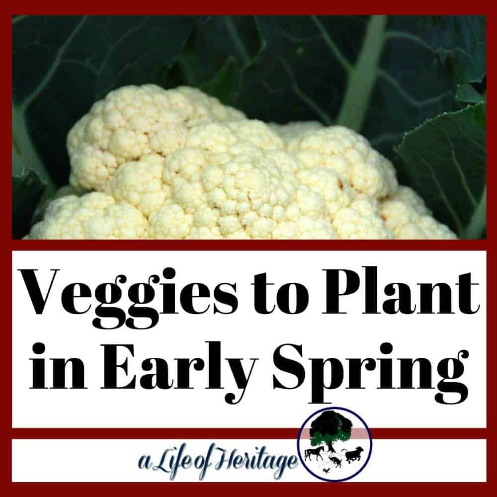 This is a great list to know exactly what vegetables to plant in early spring!