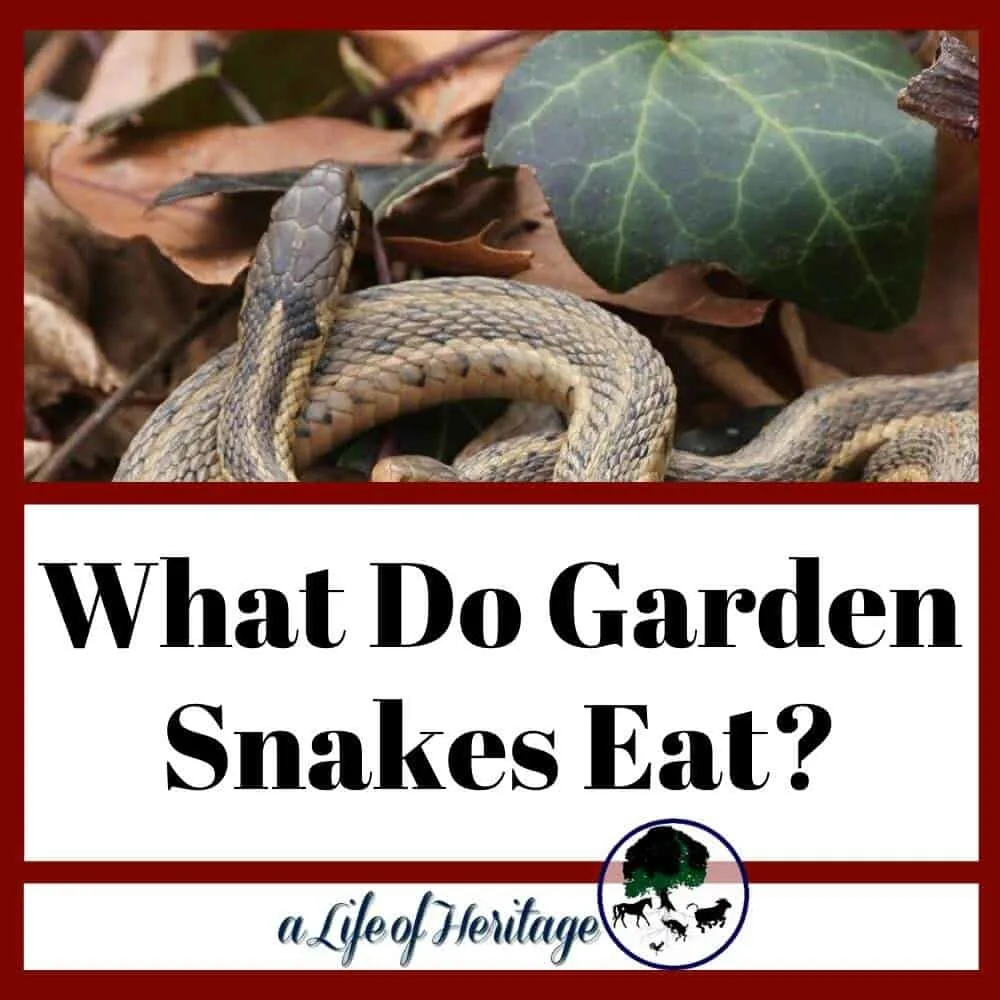 If you are concerned about what garden snakes eat?