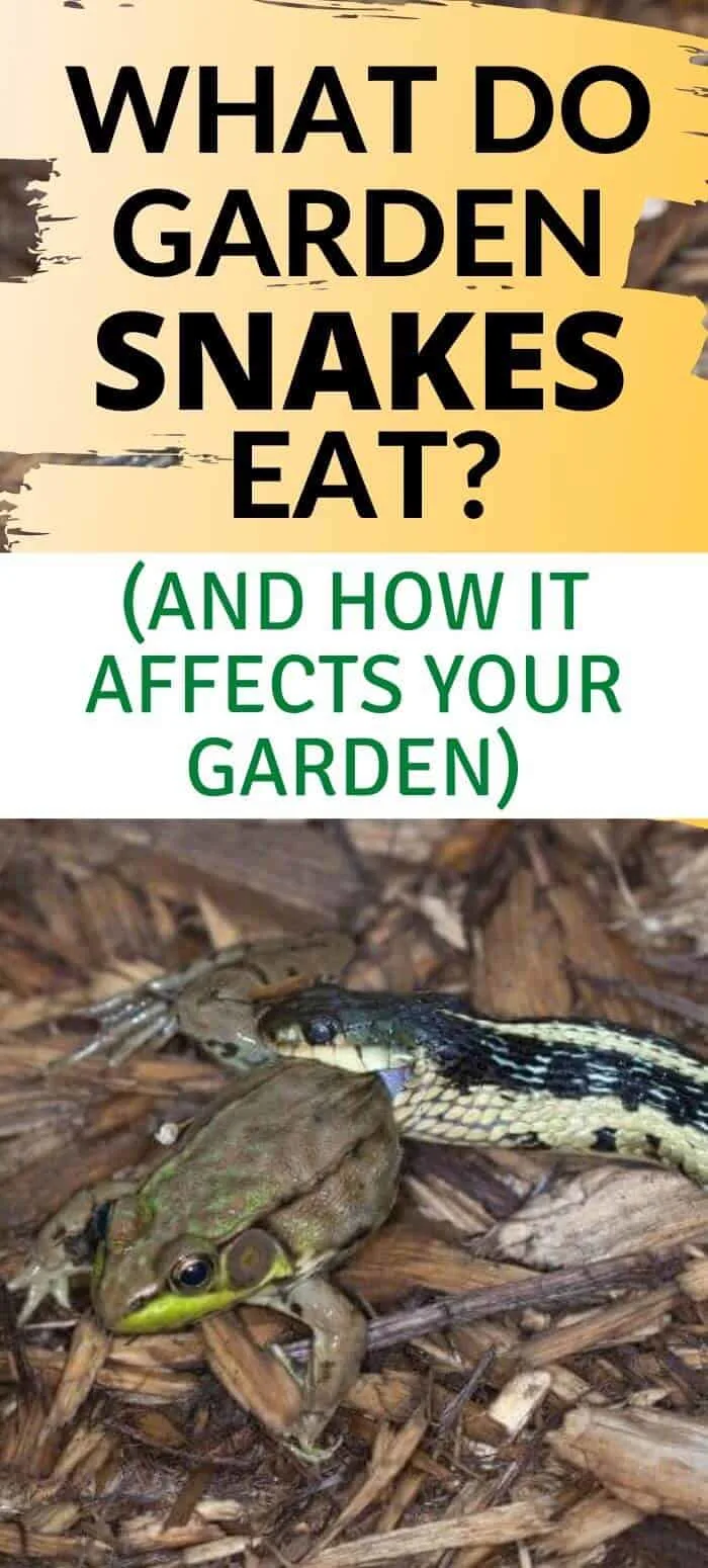 What do garden snakes eat and are they helpful to the garden? Find out here.