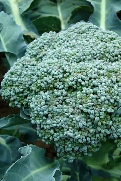 Broccoli is a cool weather vegetable that is a great vegetable to plant in early spring