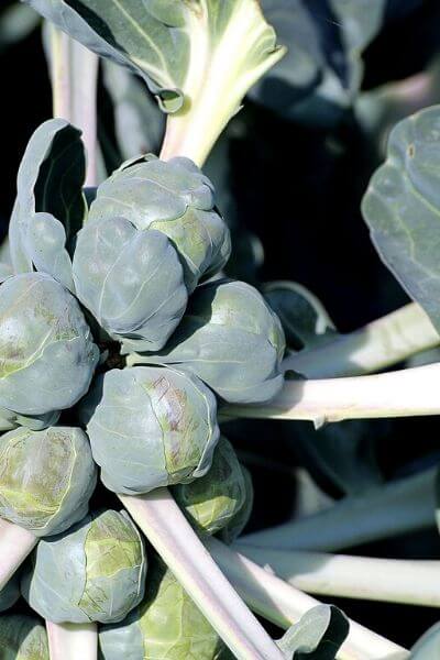 brussel sprouts are vegetables to plant in early spring garden
