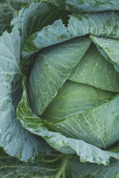 Cabbage is a must in any spring garden! A great option for vegetables to plant in early spring