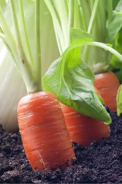 If you want a fast growing vegetable then a carrot will be an excellent option!