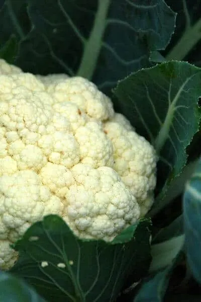 Cauliflower is a great vegetable to plant in early spring