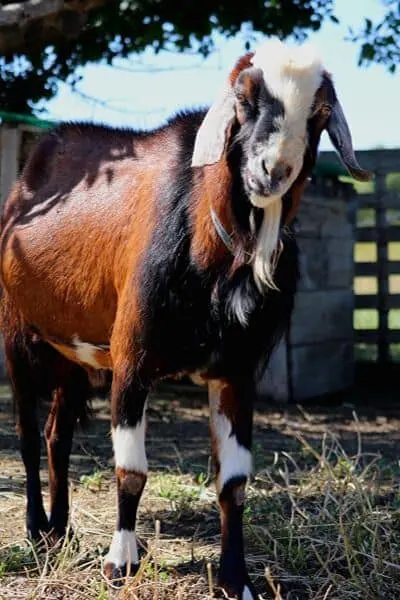 Corin is a Nubian Buck