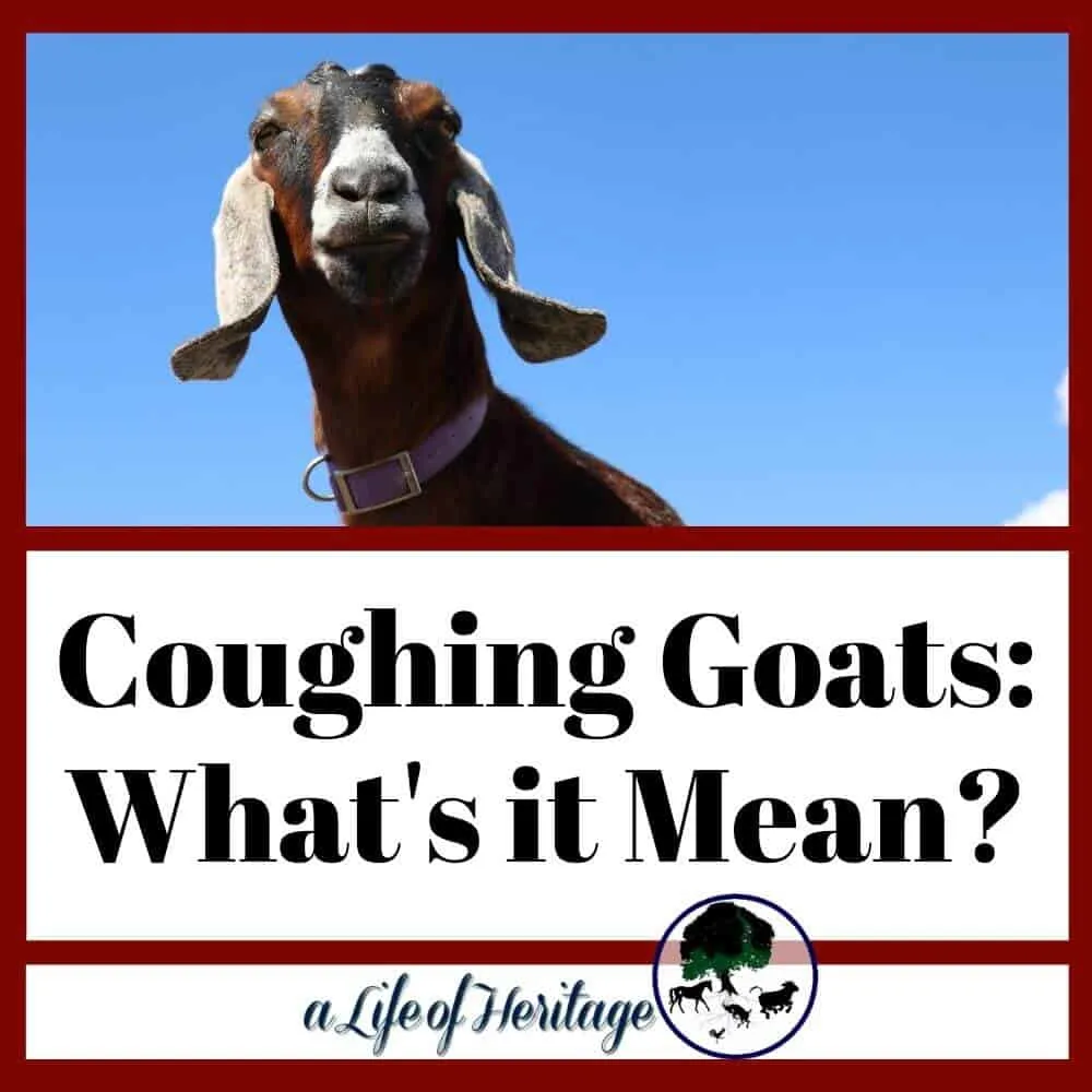 coughing goats: what you need to know!